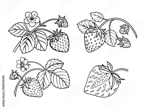 coloring page line art the strawberry black vector bundle