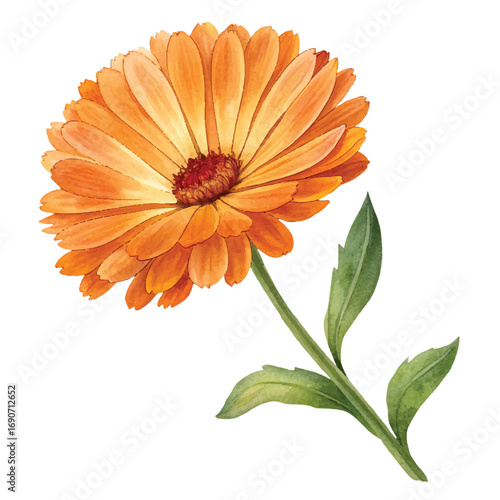 Watercolor Pot Marigold Flower, Warm Orange Hues, Botanical Illustration, Elegant Design