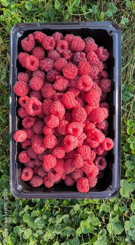 raspberries in the market