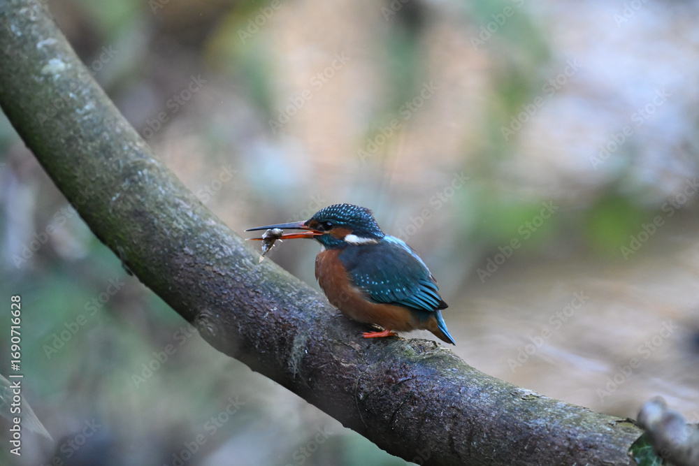 Fototapeta premium Eisvogel (Kingfisher)