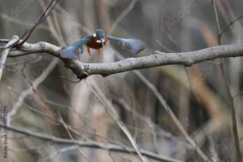 Eisvogel (Kingfisher)