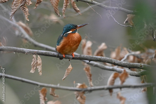 Eisvogel (Kingfisher)