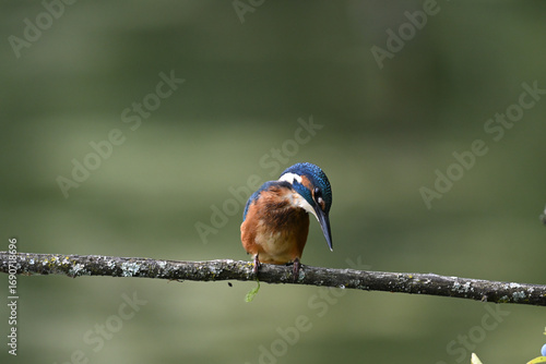 Eisvogel (Kingfisher)