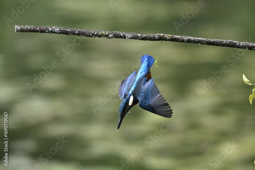 Eisvogel (Kingfisher)