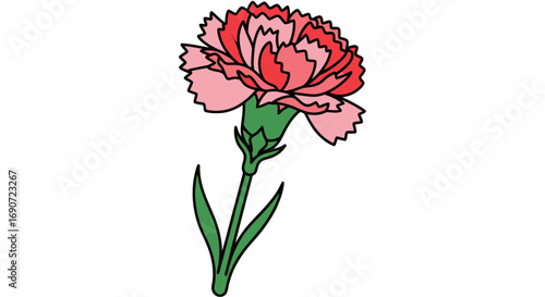 Single pink and red carnation flower illustration.
