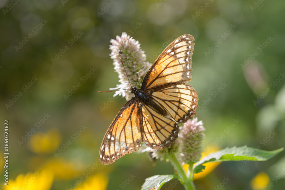 Obraz premium close-up of an aged viceroy (Limenitis archippus) butterfly on a flower with space