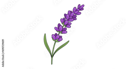Elegant botanical illustration of a single lavender flower stalk.