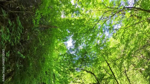 新緑が爽やかな初夏の林道ハイキング