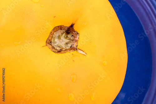 Macro shot of fresh, ripe yellow tomato from farmers market on blue plate, evoking the colors of Provence