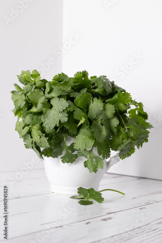 Cilantro in a white pitcher with a sprig at the base of pitcher