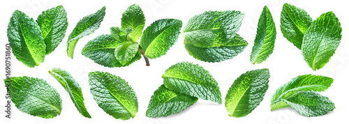 Set of juicy bright mint leaves including mint top isolated on transparent background.