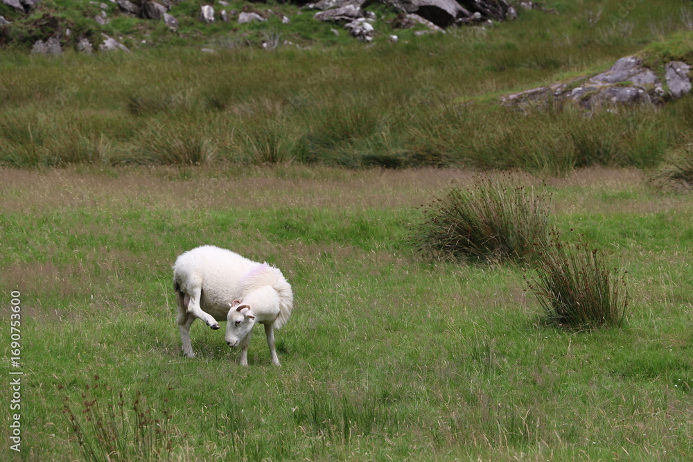Fototapeta premium Le Parc National de Killarney, en Irlande