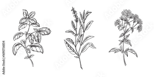 Culinary Herbs set. Basil, Sage, Oregano. Hand drawn Vector illustration of spicy ingredients isolated on a background. For label, product packaging, cards, posters or menu design.