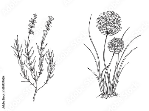 Lavender, Chives, Garlic plants with leaves and flowers. Decorative plants Vector illustration isolated on white background. Hand drawn botanical line art. For product packaging designs, cards