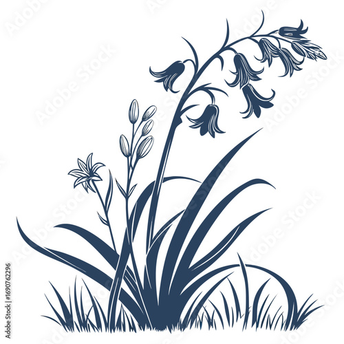 hyacinthoides hispanica excelsior with leaves