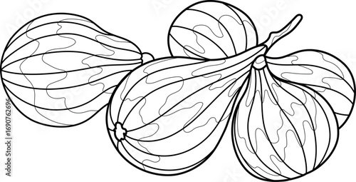minimalist fig line art