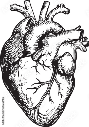 human heart silhouette
