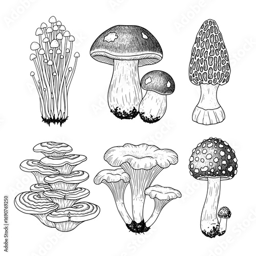Collection of six different types of wild mushrooms depicted in a detailed black and white line drawing silhouette style isolated on transparent background