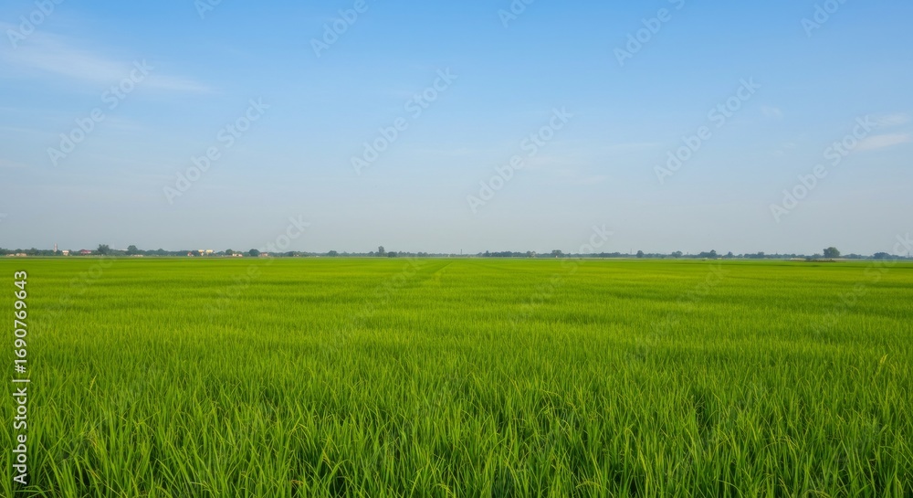 Fototapeta premium Ripe Paddy Crops Beneath Peaceful Afternoon Sky