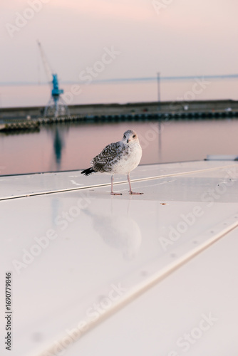 Plakat European herring gull standing on a ship deck with sea background. 