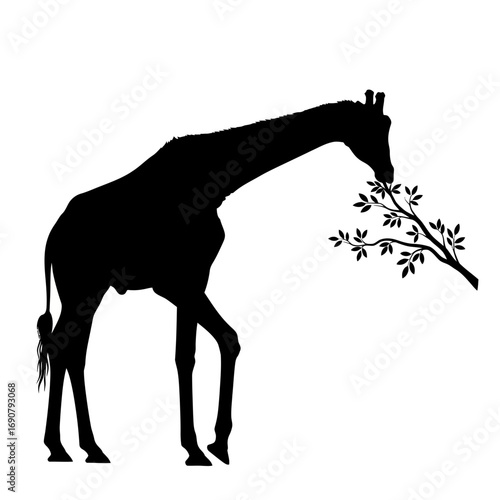 Giraffe eating leaves from a tree silhouette isolated on white background