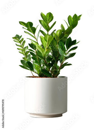 Gardening zz plant care tips for homeowners living room