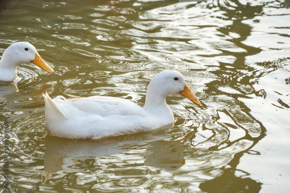 Fototapeta premium White ducks with an orange bill floats calmly on a rippling pond. The serene scene highlights the duck's peaceful movement.