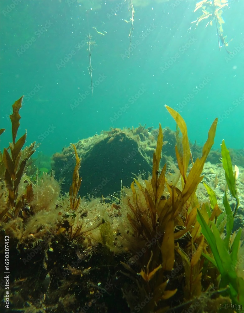 Fototapeta premium Underwater kelp forest (3)