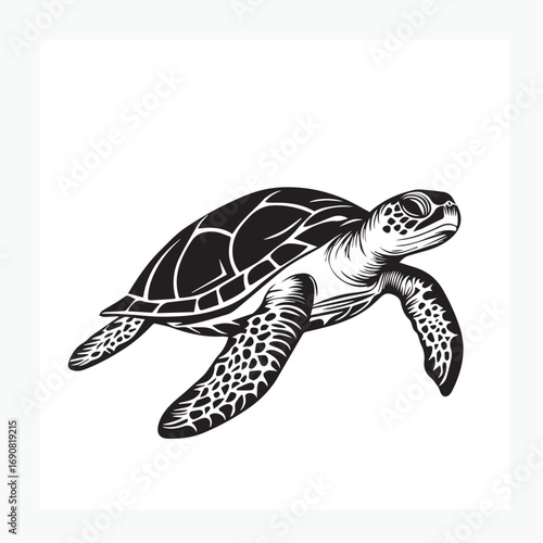 sea turtle vector illustration
