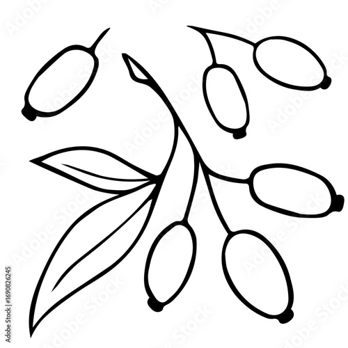 Hawthorn Berry Branches with Round Small Pome Fruits.