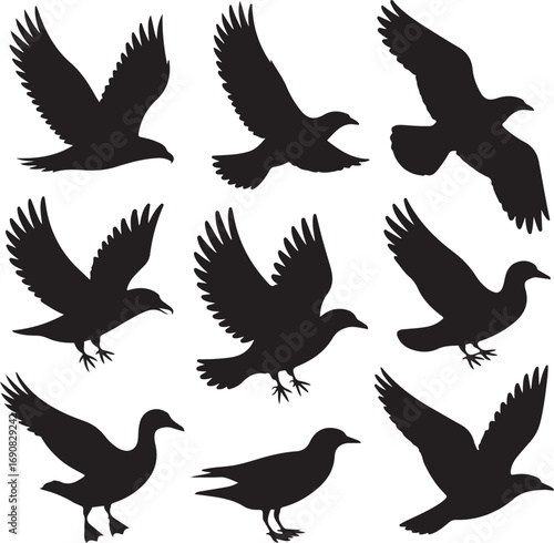 Collection of Bird Silhouettes in Flight on White Background Keywords: bird, flying, silhouette