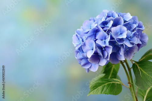 Beautiful blue hydrangea flower with soft pastel background colors and leaves