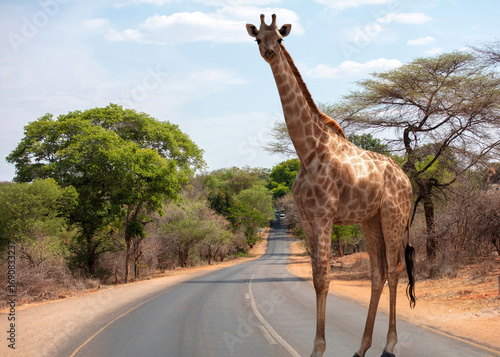 Photography African giraffe, safari animal crossing an asphalt road in savannah, National pa