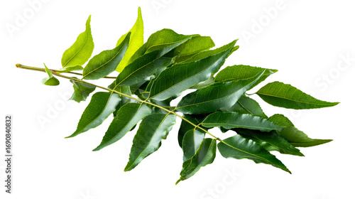 Neem tree branch with vibrant green serrated leaves on a clean white background, cut out transparent
