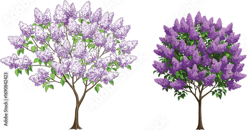 Blooming lilac trees with lush purple flowers, botanical spring illustration, decorative garden plant art, vibrant floral tree for nature decor