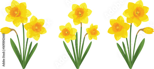 Bright yellow daffodil flower illustration, spring floral clipart, garden decor element, blooming narcissus plant artwork, nature-inspired digital design
