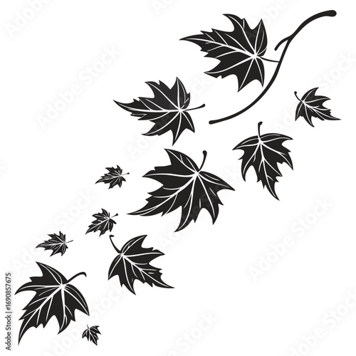 Stylized black maple leaves in silhouette falling and swirling on a white background representing autumn and natural movement