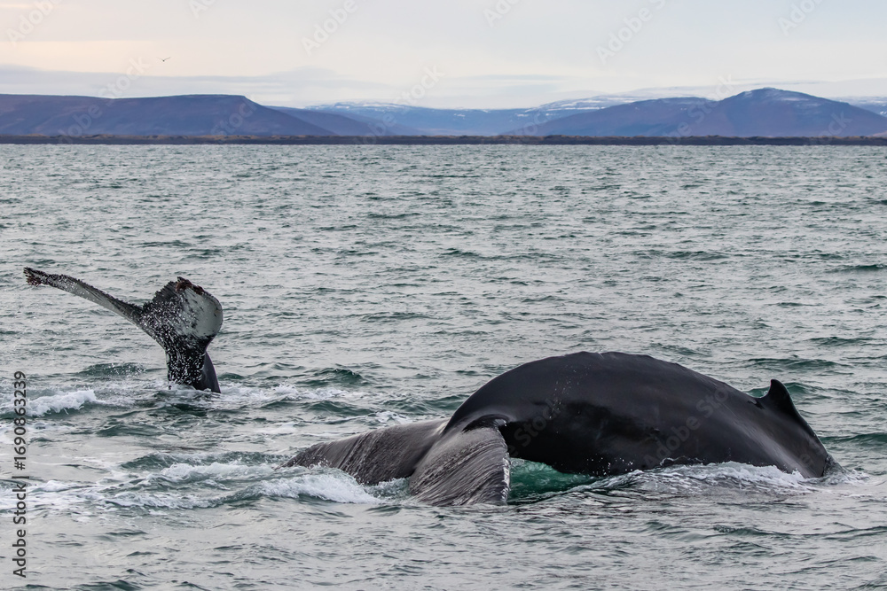 Fototapeta premium Humpback Whale Tail Diving in Husavik, Iceland