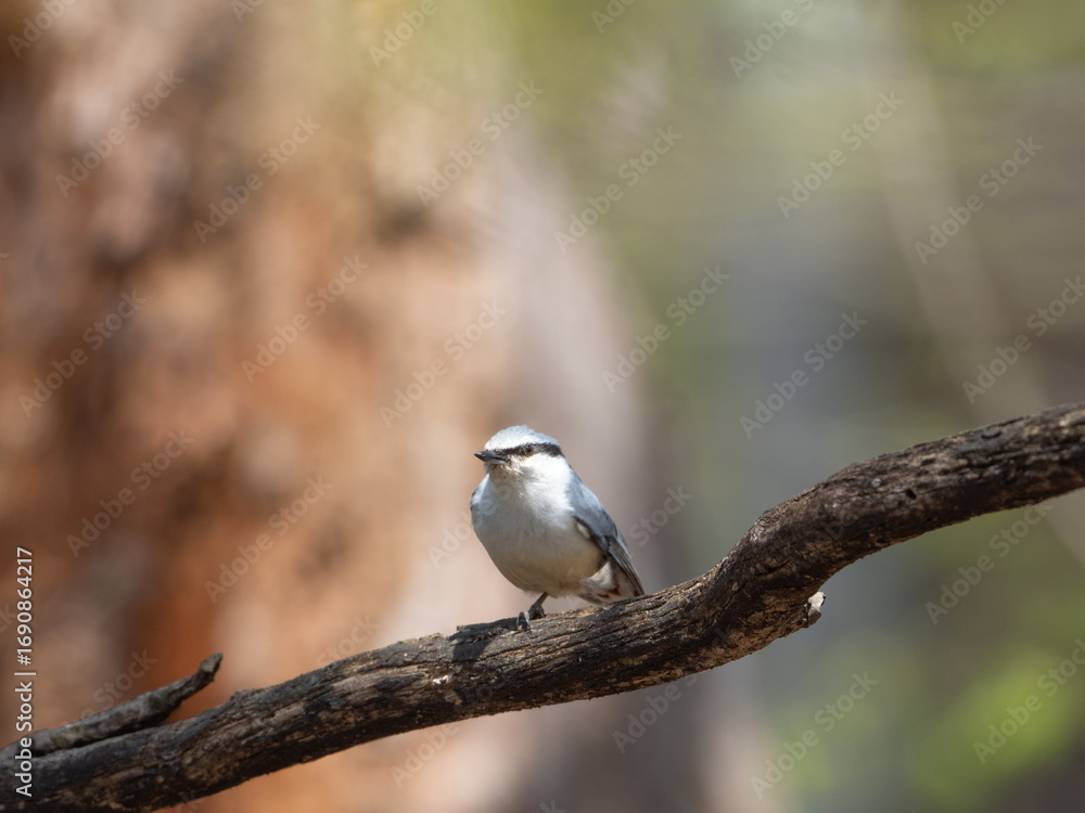 Obraz premium ゴジュウカラのポートレート
