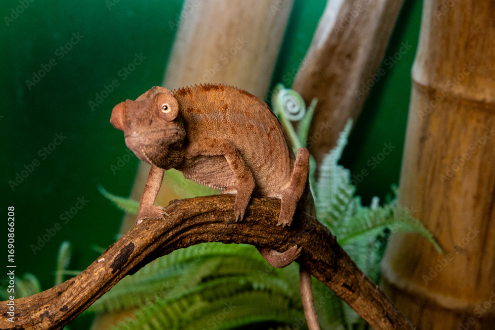 Fototapeta premium Exotic chameleon. Lizard skin texture, macro