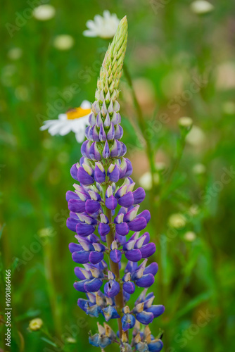 Photo of beautiful flowers in summer garden
