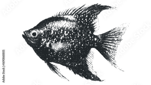 Textured Angelfish File On Transparent Background. Vector hand drawn illustration