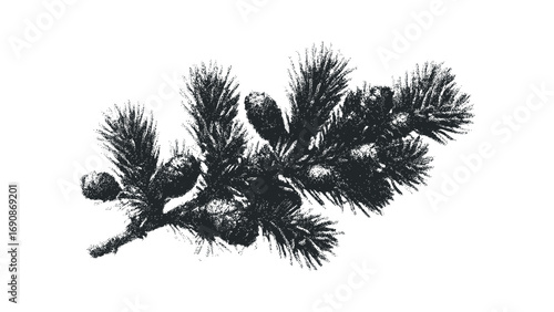 Conifer branch with needles and cones image. Vector hand drawn illustration