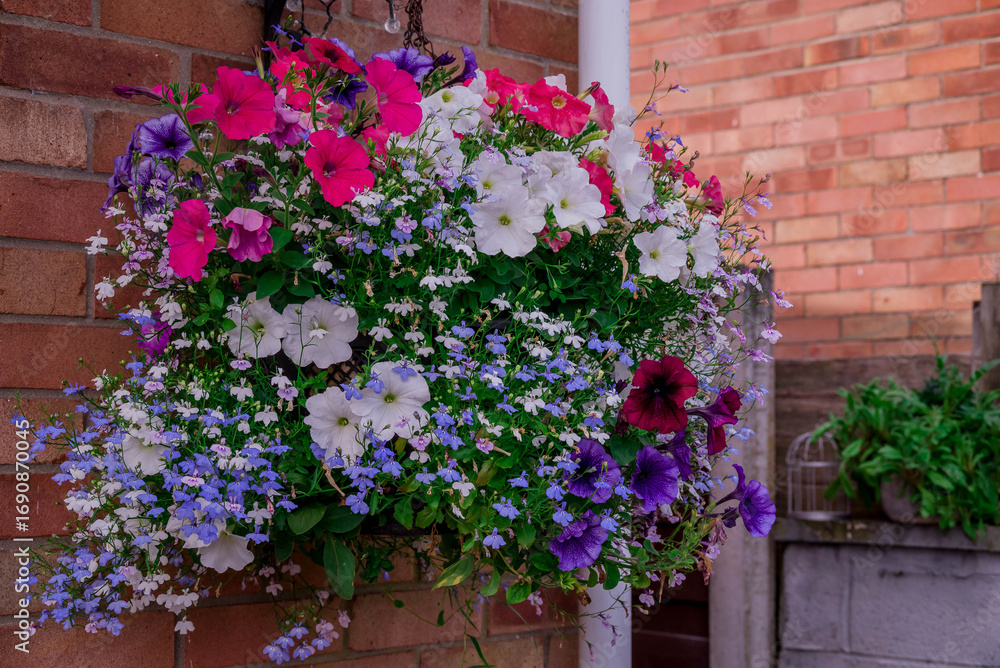 Fototapeta premium Photo of beautiful flowers in summer garden