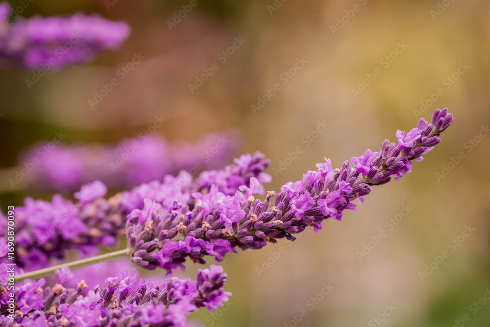Obraz premium Photo of beautiful flowers in summer garden