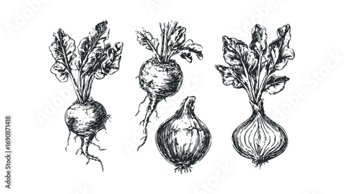 Pencil sketch of beetroot and onion vegetables on transparent background. Vector hand drawn illustration