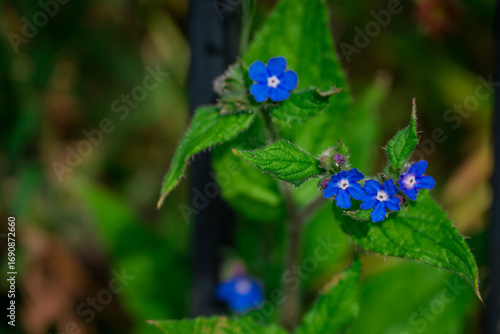 Photo of beautiful flowers in summer garden
