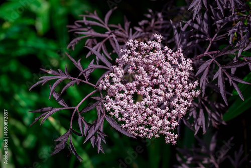 Photo of beautiful flowers in summer garden