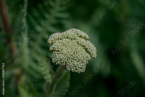 Photo of beautiful flowers in summer garden
