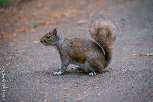 Photo of beautiful squerell in the garden